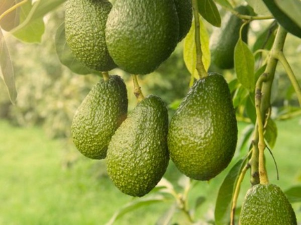 Bringing the global avocado community to New Zealand - FMCG Business