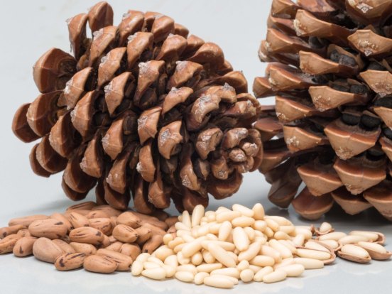 ONZFPA Champion Pinoli Pine nuts
