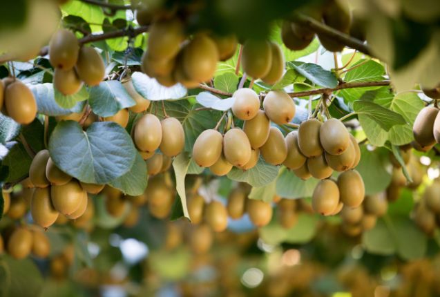 Record returns for Green and Organic Green Kiwifruit