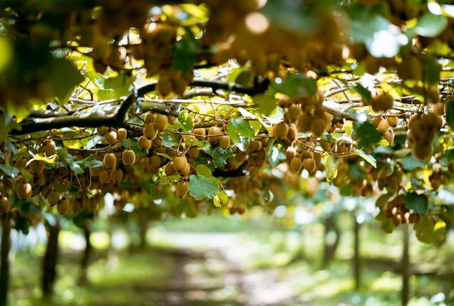 Successful season for Zespri kiwi exports