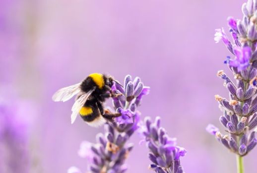 Bee supermarket woolworths ambury